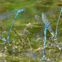 azure damselfly pair